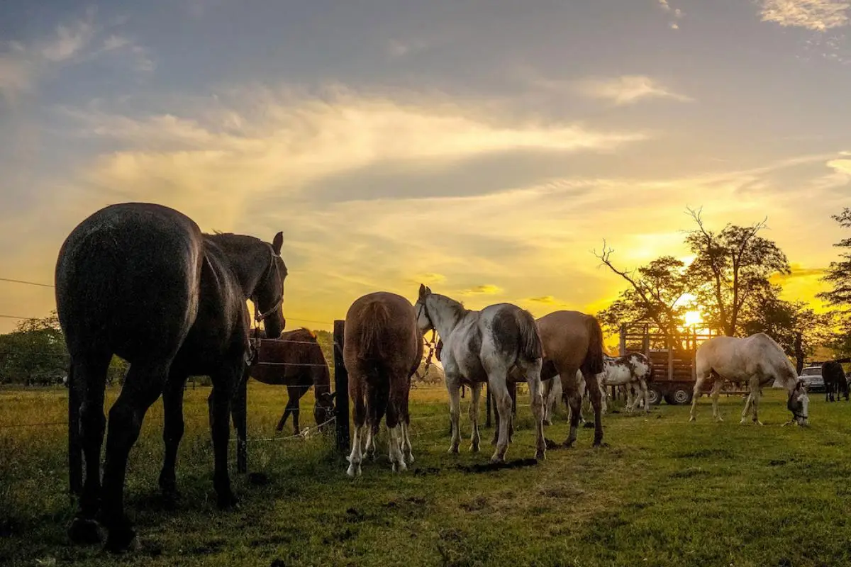 campo en areco
